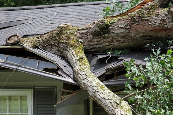 Storm Remediation in Magnolia