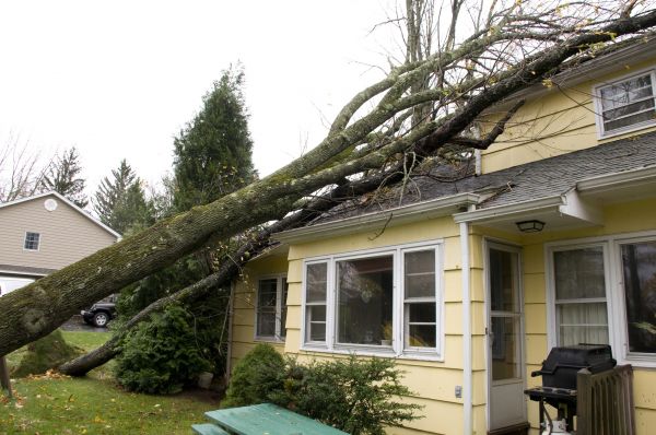 Storm Damage Mitigation in Magnolia